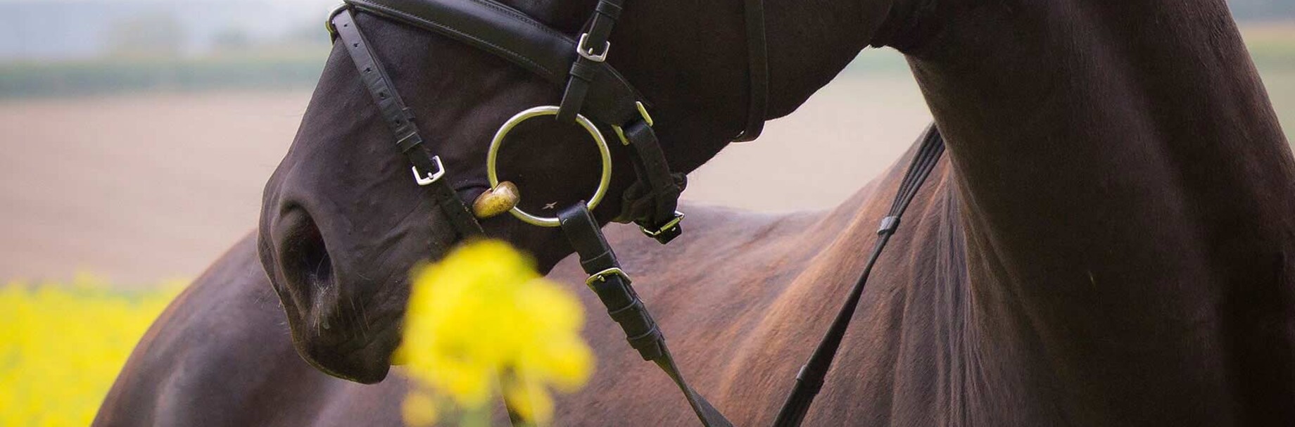 Reitanlage Garkofen Pferdehaltung